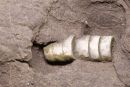 Crinoids